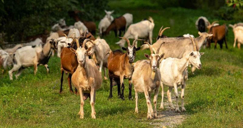 Norway goats don't need fences anymore as they refuse to cross invisible line created by new technology
