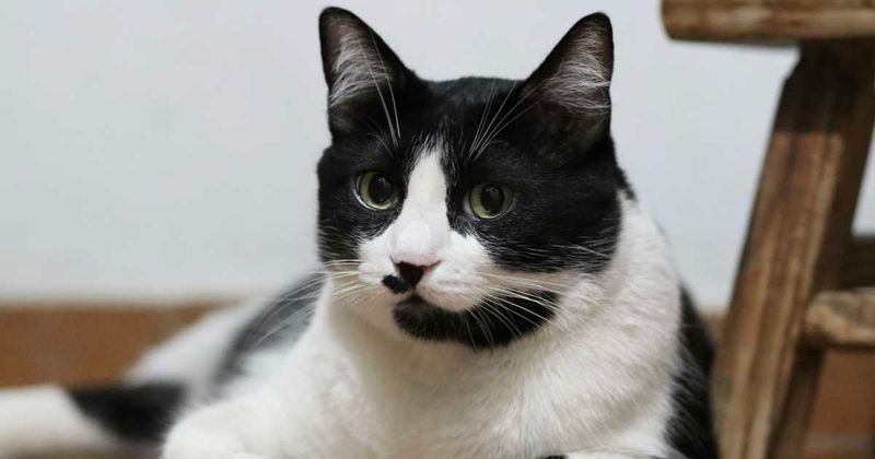 Cat who saved Brooklyn Hall became a local hero. When he died, New York Times honored him with obituary