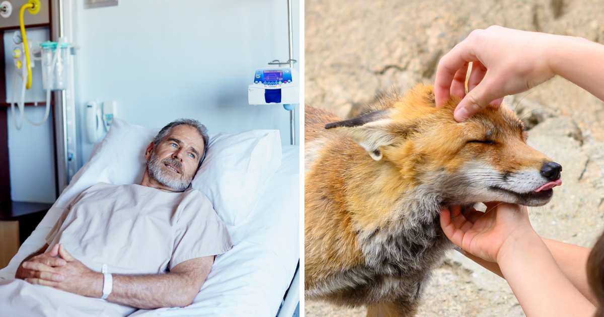 On his deathbed, an 85-year-old had one unusual wish — to pet a rescue fox