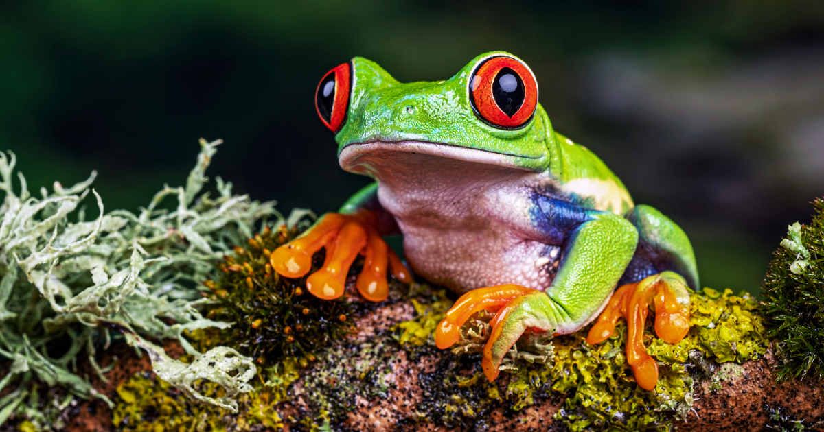 Women in the 1950s used frogs for pregnancy tests — and there wasn't a single false positive