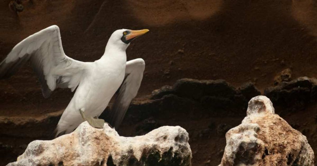 Seabird poop was the foundation of the Chincha Kingdom — and archaeologists just proved it with ancient corn