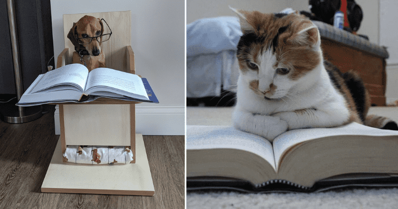 A professor asked students to send pics of their dogs doing classwork — and it quickly got out of hand