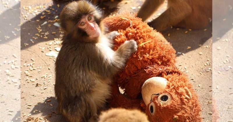 Viral baby monkey Punch never lets go of his stuffed 'orange orangutan.' It's a childhood coping mechanism