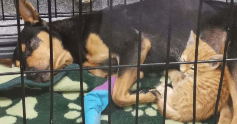Kitten spotted a frightened dog in a cage at the vet — then did something none of the rescuers expected