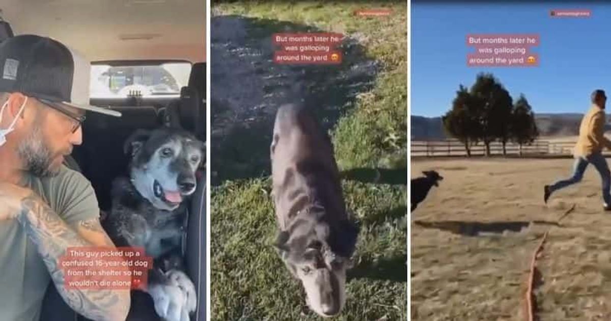 Man took home a 16-year-old dog so that he wouldn't die alone and it changed his life