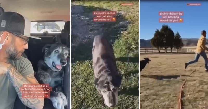 Man took home a 16-year-old dog so that he wouldn't die alone and it changed his life