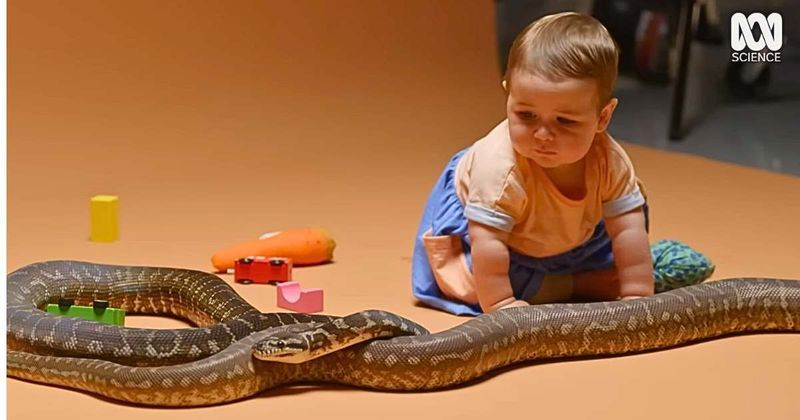 ABC TV put babies and snakes in a room together. It revealed something primal about 'fear'
