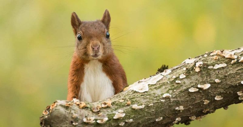 Woman started feeding a squirrel every day. Then, one day she found a cute little gift on her door step