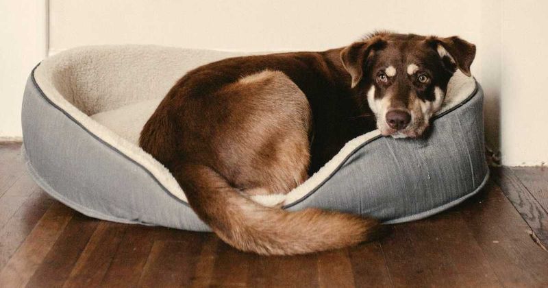 Owner surrenders pet dog to animal shelter, but his handwritten 'explanation' note is gut-wrenching