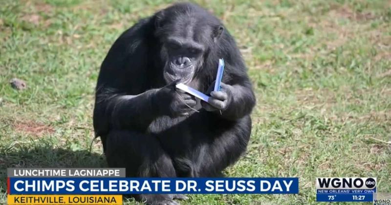 Senior chimpanzees in Louisiana were gifted 400 Dr. Seuss books. Their reactions have us rooted to the spot