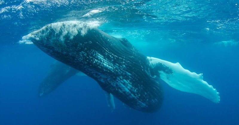 Underwater photographer noticed a humpback whale acting strange. A close-up made him rush to the phone
