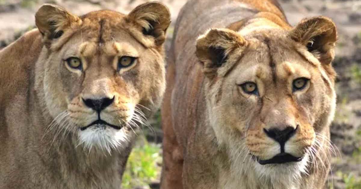 Sister lions, Thheiba and Fidda, euthanized after spending 22 years together at Belfast Zoo
