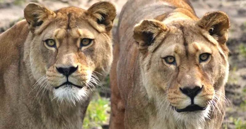 Sister lions, Thheiba and Fidda, euthanized after spending 22 years together at Belfast Zoo