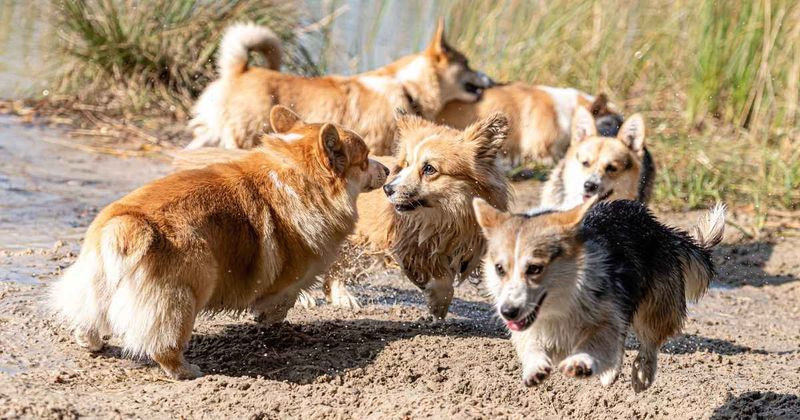 Seven dogs walked 10.5 miles back to their village after escaping a kidnapper — all led by one determined Corgi
