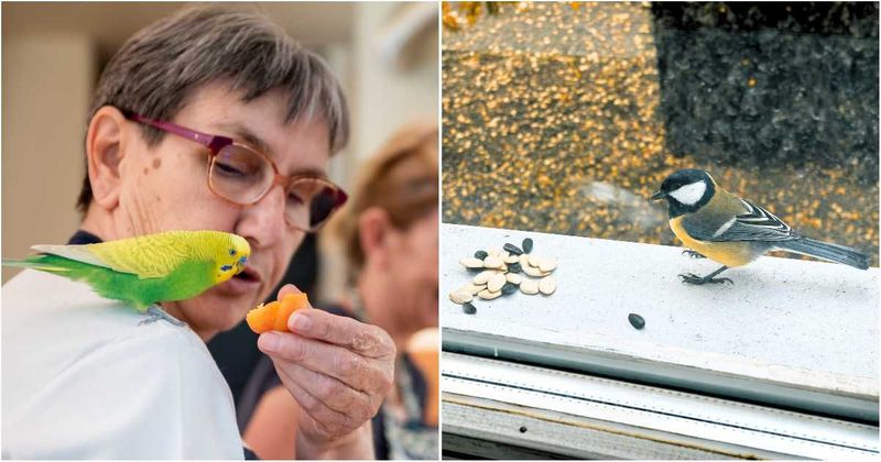 She was BFFs with birds for 20 years. After she passed, her son received a 'care package' from the flock