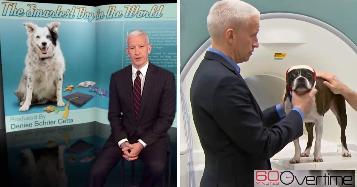 Anderson Cooper thought his dog was 'scamming' him for treats. Then a neuroscientist revealed the truth with proof