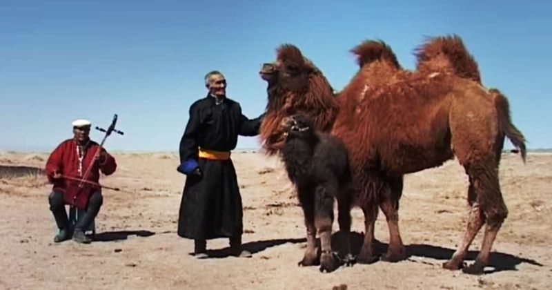 Mother camel rejected her newborn calf — until shepherds performed ancient Mongolian ritual that moved her to tears and changed everything