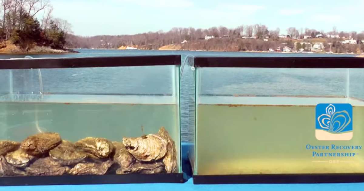 Scientists put oysters in a 50-gallon tank of dirty water. 90 minutes later, it was as clear as a mirror
