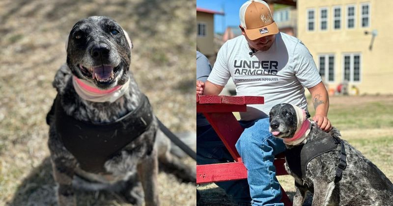 Family felt scared seeing a hungry bear outside their door. Right then, their half-blind dog arrived — and won the fight