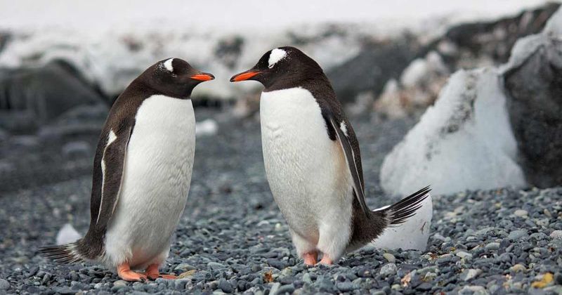 Kyoto Aquarium’s 'relationship chart' tracks dramatic love triangles of penguins and it's a soap opera alright