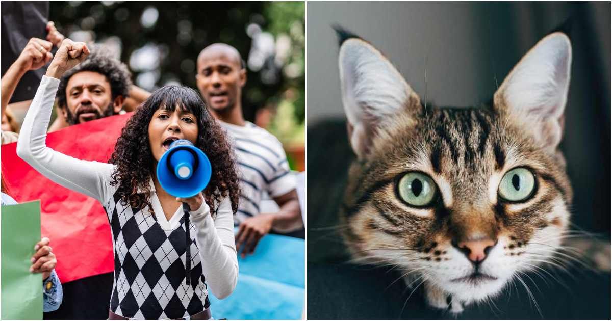 One customer tried to get a TESCO supermarket cat evicted. The community rallied to restore 'Freddie'