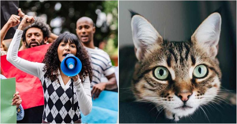 One customer tried to get a TESCO supermarket cat evicted. The community rallied to restore 'Freddie'