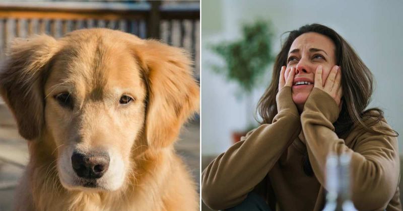 Dog behaved strangely, refusing to leave grandmom’s house. Hours later, the daughter got a call revealing the chilling reason why