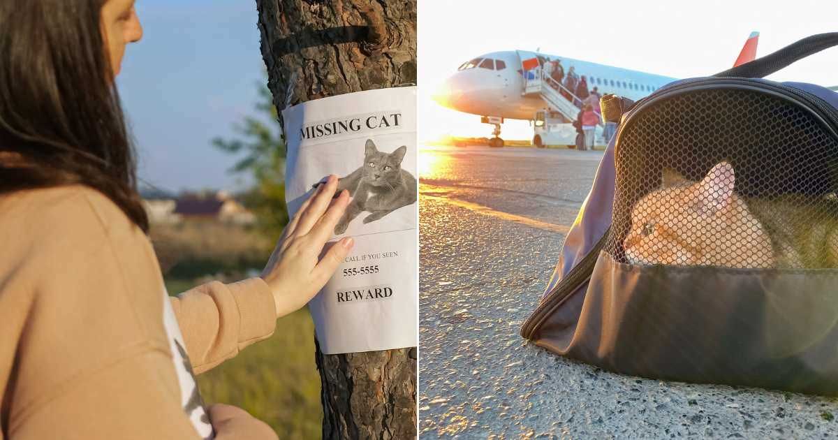 Texas woman found her missing cat in a stranger’s bachelorette photo — 1,500 miles away