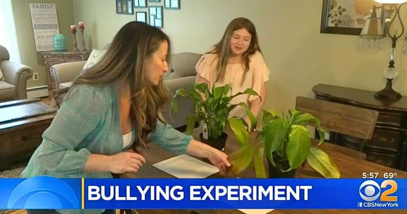11-year-old bullied one plant and praised another as a science experiment — the difference shows even plants can’t survive negativity