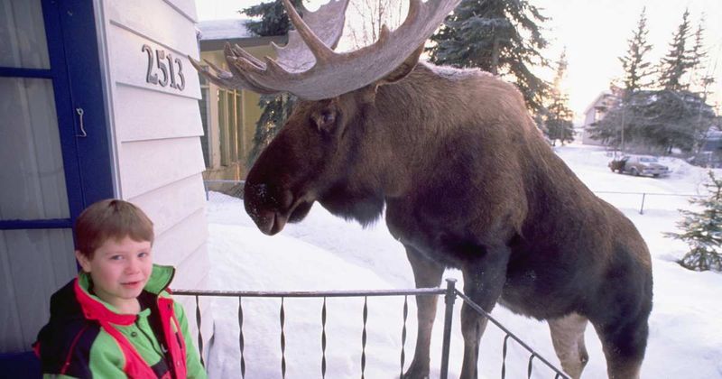 Angry moose charged at his sister — then the 12-year-old boy remembered a 'video game trick' to save her life