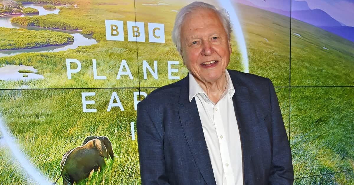 Child wrote to David Attenborough asking about baby gorillas in 1981 — he actually got a handwritten reply