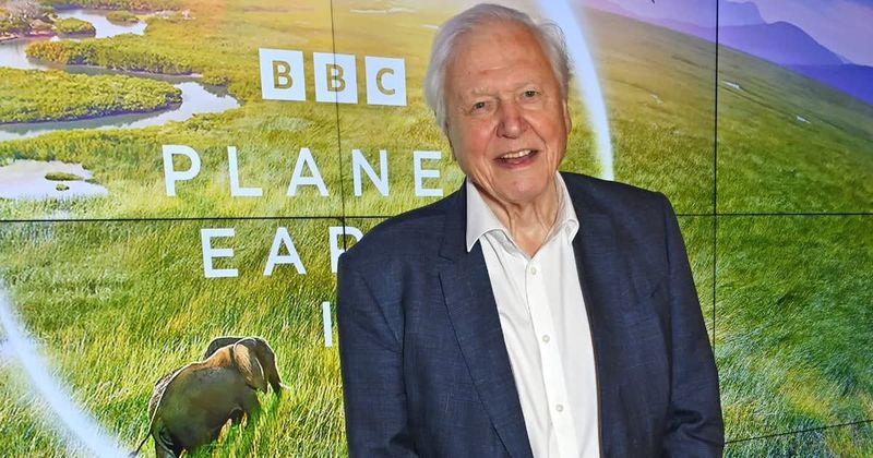 Child wrote to David Attenborough asking about baby gorillas in 1981 — he actually got a handwritten reply
