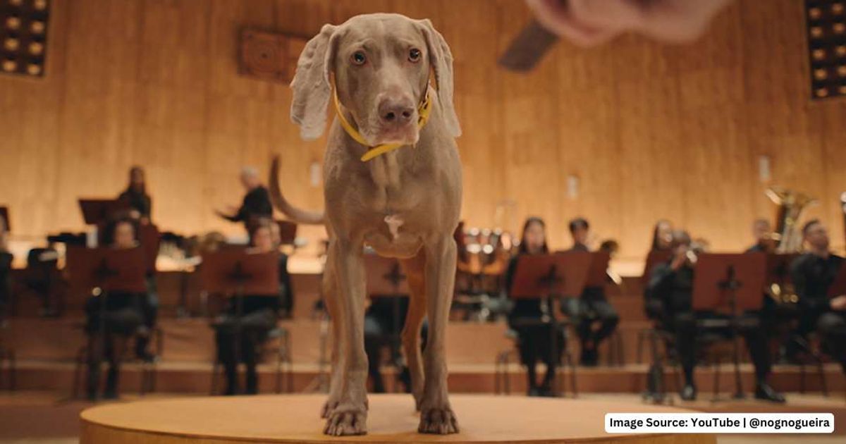 Musicians used dogs’ tails as orchestra conductors — and it actually worked