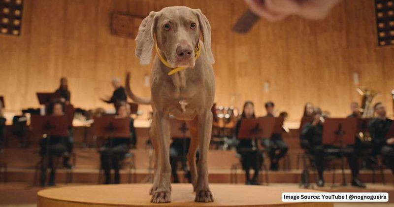 Musicians used dogs’ tails as orchestra conductors — and it actually worked