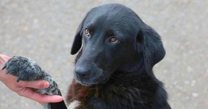 How long before a dog forgets its owner? This man spent 15 years uncovering the heartbreaking answer