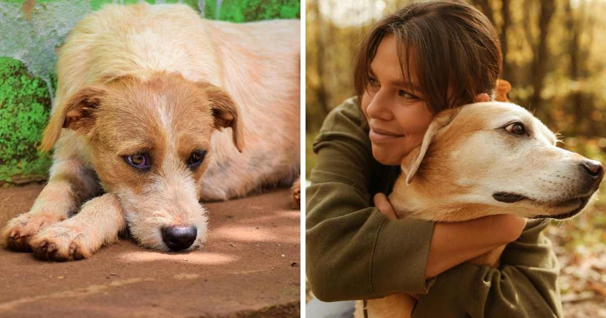 Woman spotted abandoned dog at an Arkansas gas station, then celebrated when she failed to rehome him