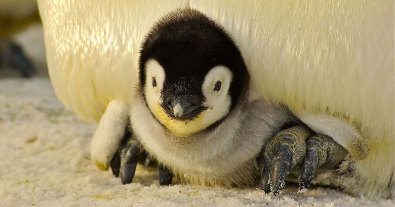 How a kindergarten teacher became the accidental guardian of 200 king penguins
