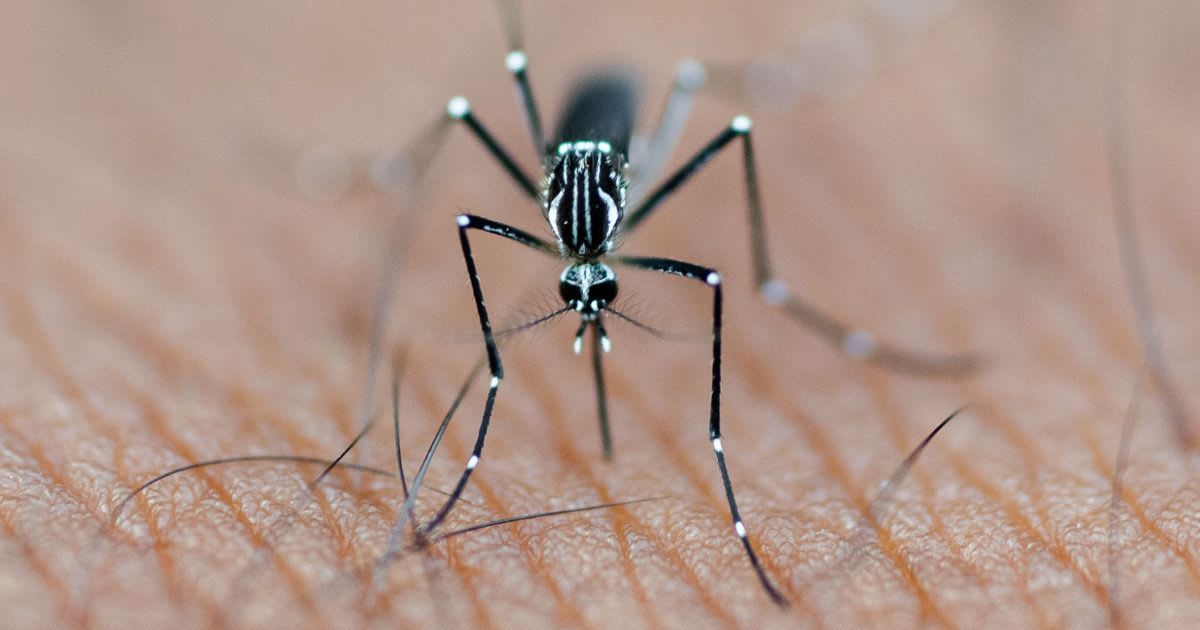 Google wants to release 32 million mosquitoes to help 'debug' the planet