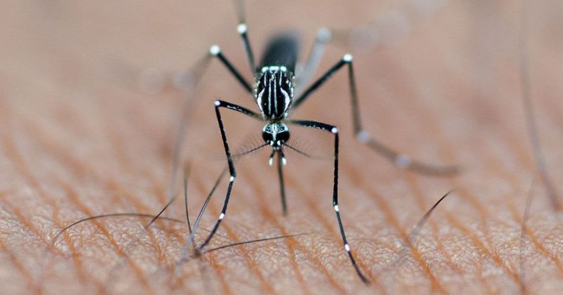 Google wants to release 32 million mosquitoes to help 'debug' the planet