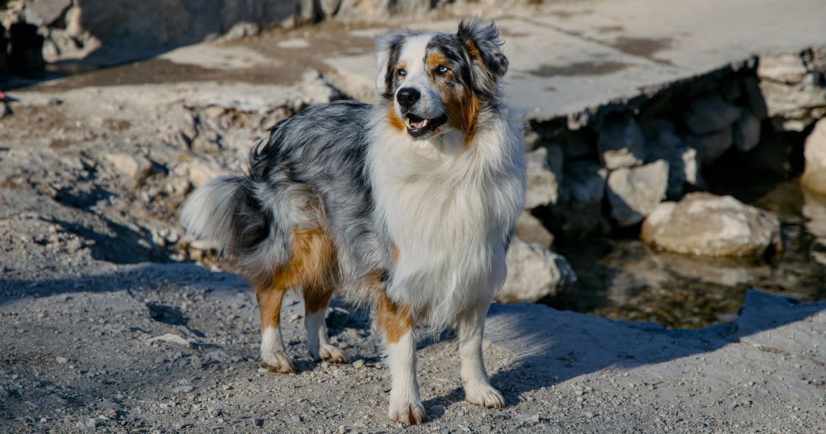 Family's dog vanished into the woods after their car was hit — four days later she turned up in the last place anyone expected