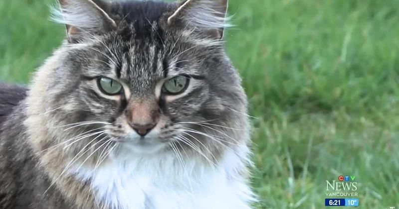 Border agents watched helplessly as the same 'smuggler' kept crossing into the U.S. It was a cat