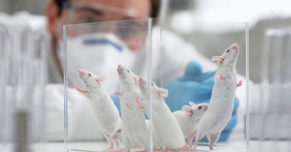 Scientists inserted a human language gene into mice and they started 'talking' differently