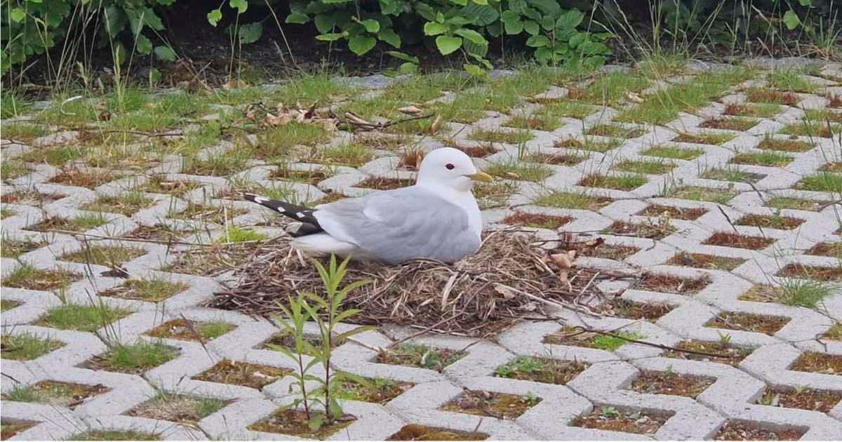 Stubborn seagull mom kept nesting in the same parking spot. So this Norwegian city made it officially hers