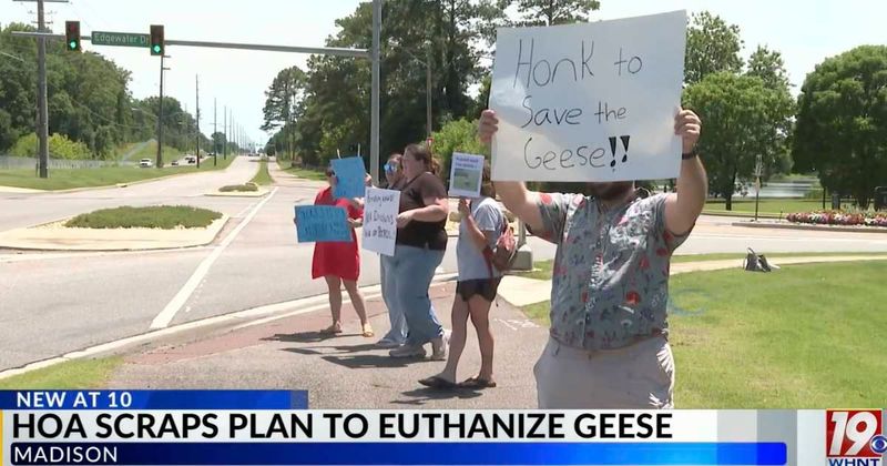 Alabama HOA planned to euthanize 226 geese residing in local lake. The whole community put their foot down