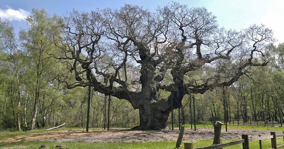 1,200-year-old oak tree once hid 'Robin Hood' in its branches. Now it's time for farewell