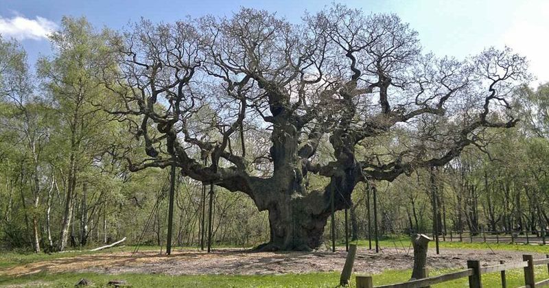 1,200-year-old oak tree once hid 'Robin Hood' in its branches. Now it's time for farewell