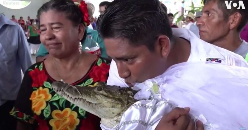 A Mexican mayor has married a giant crocodile, again