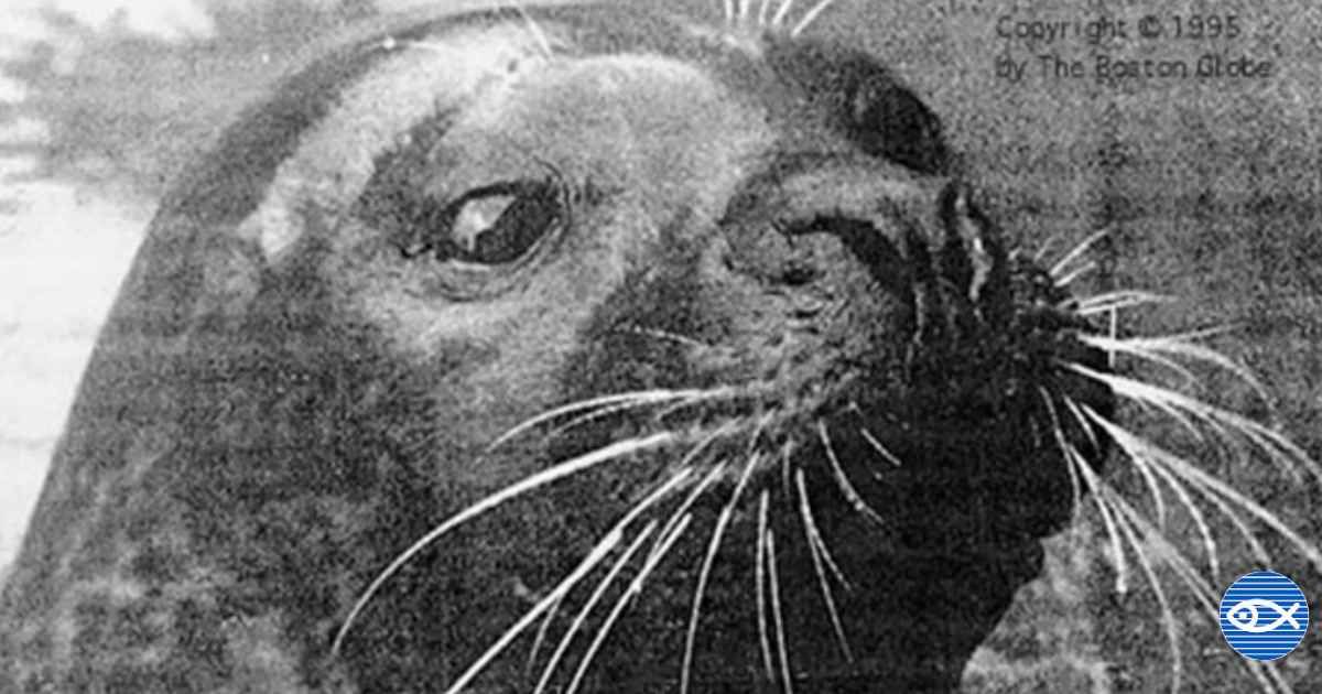 In 1971, a fisherman raised an orphaned seal. It grew up speaking English with a Maine accent