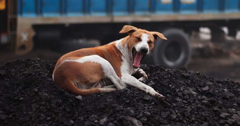 Stray dog snuck onto construction site to have her puppies and then moved in with the new family