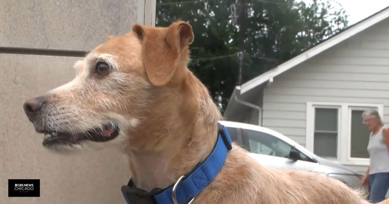 Her dog went missing in Nebraska 5 years ago. He was found 642 miles away behind a truck stop in Indiana